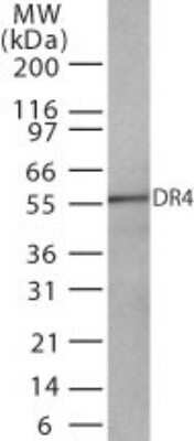 Western Blot: TRAILR1/TNFRSF10A Antibody (32A242)BSA Free [NB100-56528]