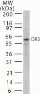 Western Blot: TRAILR2/TNFRSF10B Antibody [NB100-56618]