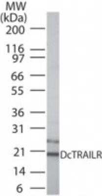 Western Blot: TRAILR3/TNFRSF10C Antibody [NB100-56445]