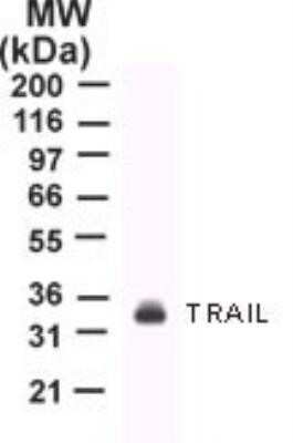 Western Blot: TRAIL/TNFSF10 Antibody (55B709.3)Azide and BSA Free [NBP2-80989]