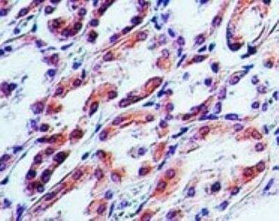Immunohistochemistry-Paraffin: TRAIL/TNFSF10 Antibody (55B709.3) - BSA Free [NB100-56518]