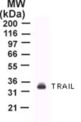 Western Blot: TRAIL/TNFSF10 Antibody (55B709.3)BSA Free [NB100-56518]