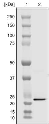 Western Blot: TRAIL/TNFSF10 Antibody (III6F)BSA Free [NBP1-97640]