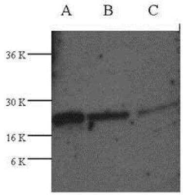 Western Blot: TRAIL/TNFSF10 Antibody [NB100-2056]