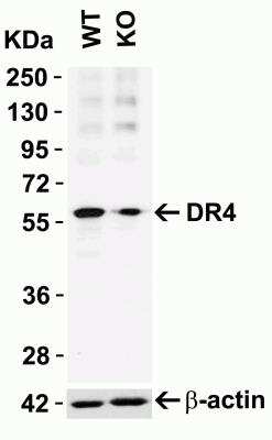 Western Blot: TRAILR1/TNFRSF10A AntibodyBSA Free [NBP2-25092]