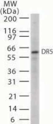 Western Blot: TRAILR2/TNFRSF10B AntibodyAzide Free [NB100-55744]