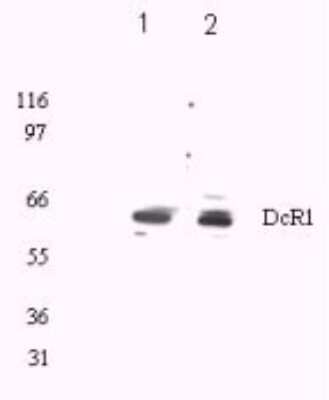 Western Blot: TRAILR3/TNFRSF10C AntibodyBSA Free [NBP1-76881]