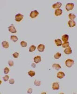 Immunocytochemistry/ Immunofluorescence: TRAILR4/TNFRSF10D/DcR2 Antibody - BSA Free [NBP1-76985]