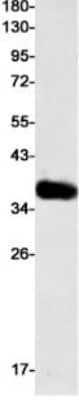 Western Blot: TRAILR4/TNFRSF10D/DcR2 Antibody (S01-1F0) [NBP3-20037]