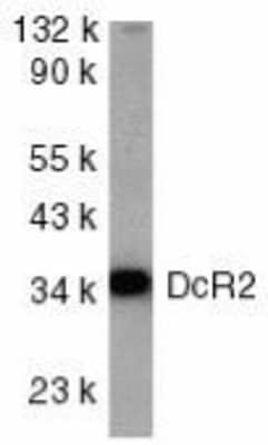 Western Blot: TRAILR4/TNFRSF10D/DcR2 AntibodyBSA Free [NBP1-76985]