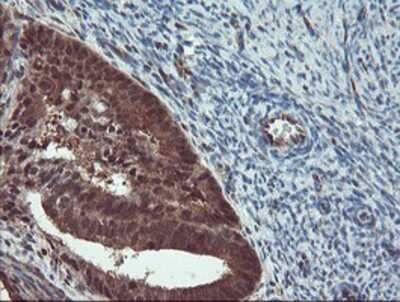 Immunohistochemistry-Paraffin: TRAIP Antibody (OTI2D4) [NBP2-03822]