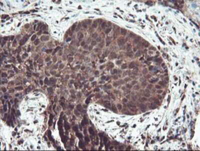 Immunohistochemistry-Paraffin: TRAIP Antibody (OTI2D4) [NBP2-03822]