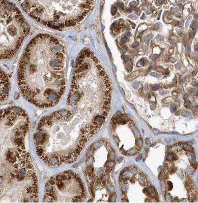 Immunohistochemistry-Paraffin: TRAIP Antibody [NBP1-87125]