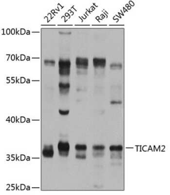 Western Blot: TRAM/TICAM2 AntibodyBSA Free [NBP3-05623]