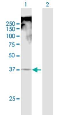 Western Blot: TRAM1 Antibody [H00023471-B01P]