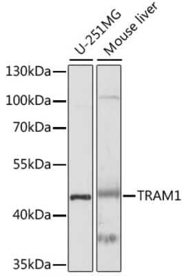 Western Blot: TRAM1 AntibodyAzide and BSA Free [NBP2-94568]