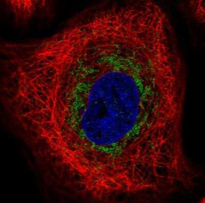 Immunocytochemistry/ Immunofluorescence: TRAM1L1 Antibody [NBP1-82727]