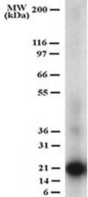 Western Blot: TRANCE/TNFSF11/RANK L Antibody (12A380)Azide and BSA Free [NBP2-27402]