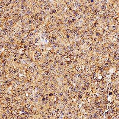 Immunohistochemistry-Paraffin: TRANCE/TNFSF11/RANK L Antibody (12A380) - BSA Free [NB100-56748]