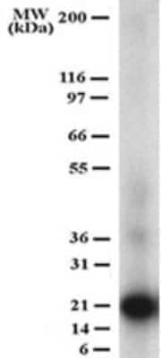 Western Blot: TRANCE/TNFSF11/RANK L Antibody (12A380)BSA Free [NB100-56748]