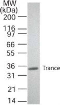 Western Blot: TRANCE/TNFSF11/RANK L Antibody (12A668)Azide and BSA Free [NB100-56593]