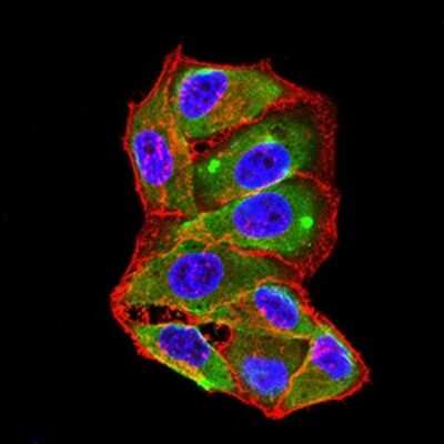 Immunocytochemistry/ Immunofluorescence: TRANCE/TNFSF11/RANK L Antibody (8A7B9) - BSA Free [NBP2-61813]