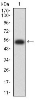 Western Blot: TRANCE/TNFSF11/RANK L Antibody (8A7B9)BSA Free [NBP2-61813]