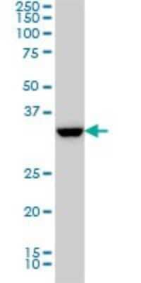 Western Blot: TRAP alpha Antibody (1A12) [H00006745-M01]