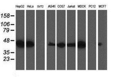 Western Blot: TRAP alpha Antibody (OTI4C7)Azide and BSA Free [NBP2-74591]