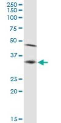 Western Blot: TRAP alpha Antibody [H00006745-B01P]