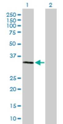 Western Blot: TRAP alpha Antibody [H00006745-B01P]