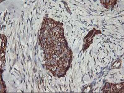 Immunohistochemistry-Paraffin: TRAP1 Antibody (OTI1H8) [NBP2-01707]