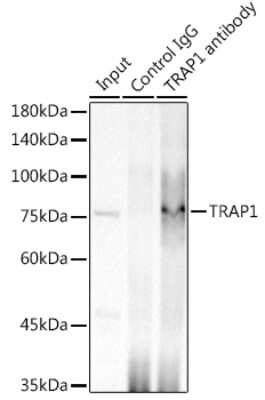 Immunoprecipitation: TRAP1 Antibody (1L8C1) [NBP3-16303]