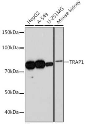 Western Blot: TRAP1 Antibody (1L8C1) [NBP3-16303]