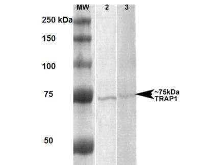 Western Blot: TRAP1 Antibody (3H4-2H6) [NBP2-59343]