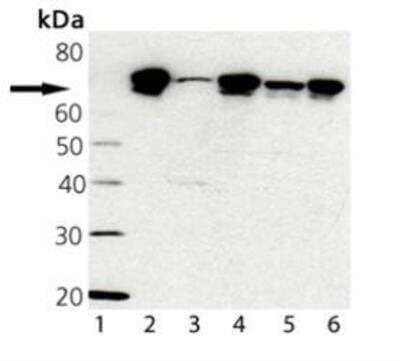 Western Blot: TRAP1 Antibody (9B6) [NBP1-97497]