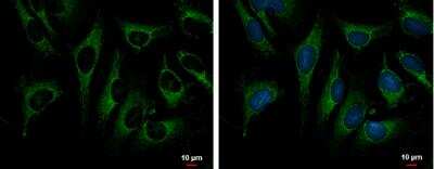 Immunocytochemistry/ Immunofluorescence: TRAP1 Antibody [NBP1-32097]