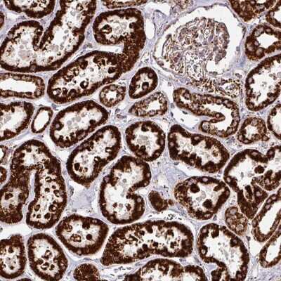 Immunohistochemistry: TRAP1 Antibody [NBP2-47598]