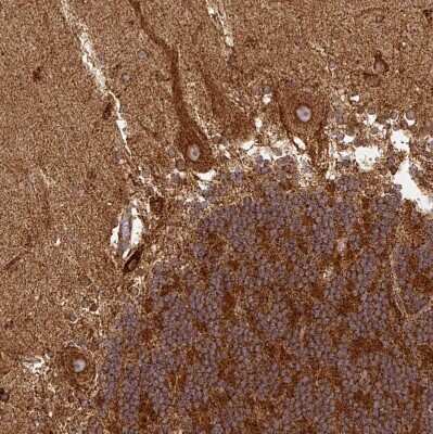 Immunohistochemistry-Paraffin: TRAP1 Antibody [NBP2-47597]
