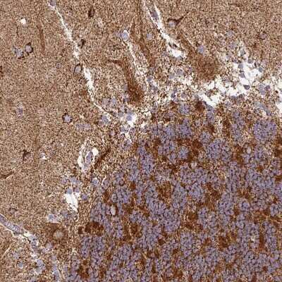 Immunohistochemistry-Paraffin: TRAP1 Antibody [NBP2-47598]