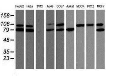 Western Blot: TRAP1 Antibody (OTI1H8)Azide and BSA Free [NBP2-74592]