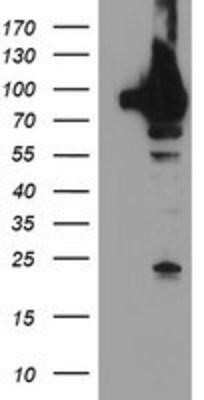 Western Blot: TRAP1 Antibody (OTI1H8)Azide and BSA Free [NBP2-74592]