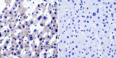 Immunohistochemistry-Paraffin: TRAP1 Antibody (TRAP1-6) [NB300-555]