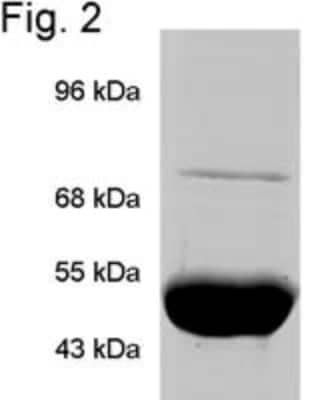 Western Blot: TRAP1 Antibody (TRAP1-6) [NB300-555]