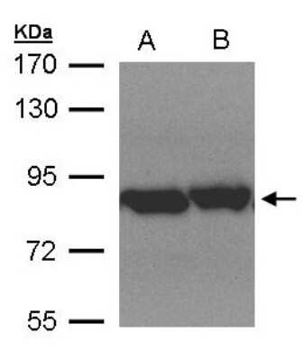Western Blot: TRAP1 Antibody [NBP1-32097]