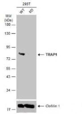 Western Blot: TRAP1 Antibody [NBP1-32097]