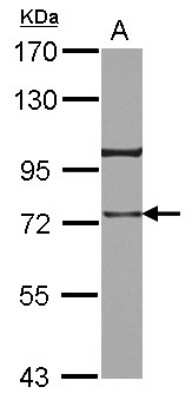 Western Blot: TRAP1 Antibody [NBP2-20700]