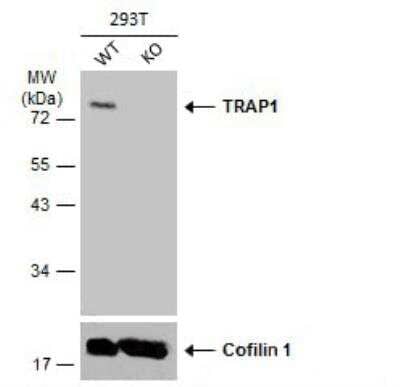 Western Blot: TRAP1 Antibody [NBP2-20700]