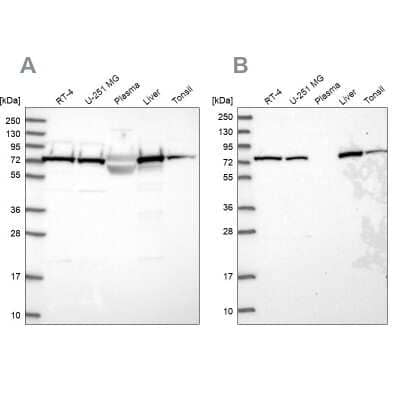 Western Blot: TRAP1 Antibody [NBP2-47598]