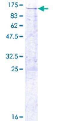 SDS-PAGE: Recombinant Human TRAP1 GST (N-Term) Protein [H00010131-P01]